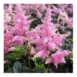 Astilbe 'Europa' - vaso Ø11 cm
