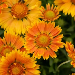 Gaillardia aristata " Spintop Mango " vaso 12 quadrato
