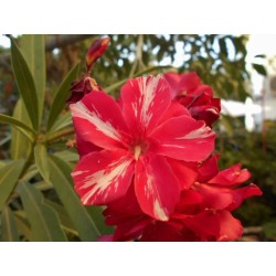 Nerium Oleander Geant des Battailles, Oleandro (fiore rosso doppio) - vaso Ø24 cm