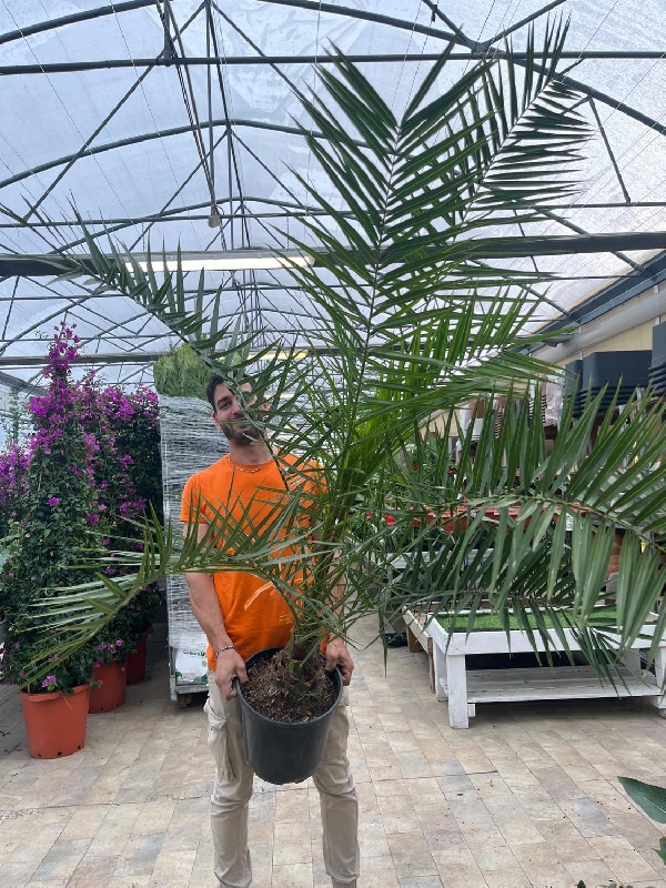 Phoenix Canariensis, Palma delle Canarie/Palma Fenice - vaso Ø30 cm Phoenix Canariensis, Palma delle Canarie/Palma Fenice - vaso Ø30 cm