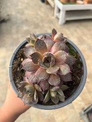 Sempervivum 'Aquila' - vaso Ø14 cm