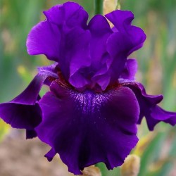Iris Germanica 'Neil's Faith' - vaso Ø17 cm