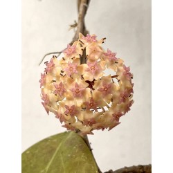 Hoya cv. 'Joy' - vaso Ø10,5 cm
