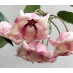Hoya archboldiana - vaso Ø10,5 cm