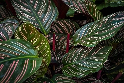 Calathea Pinstripes - Basket Ø18 cm