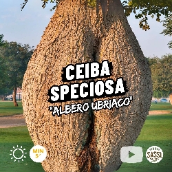 Ceiba speciosa, Chorisia, Albero bottiglia, Albero della seta, Albero ubriaco - vaso Ø22 cm, h 150 cm