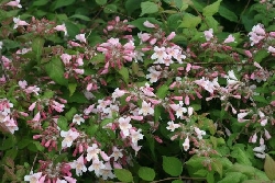 Kolkwitzia amabilis ‘ Pink Cloud ’ - vaso 19