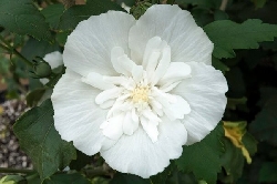 Hibiscus syriacus "White Chiffon"- Ibisco - vaso 18