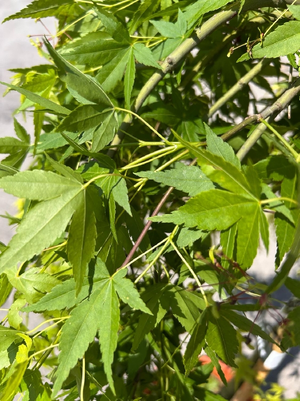 Acer palmatum dissectum ' Ryusen ' - Acero giapponese piangente - vaso Ø 33 cm H 130cm Acer palmatum dissectum ' Ryusen ' - Acero giapponese piangente - vaso Ø 33 cm H 130cm