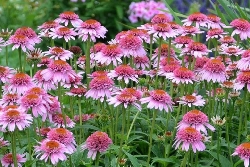 Echinacea purpurea ' Butterfly ' vaso 11 quadrato