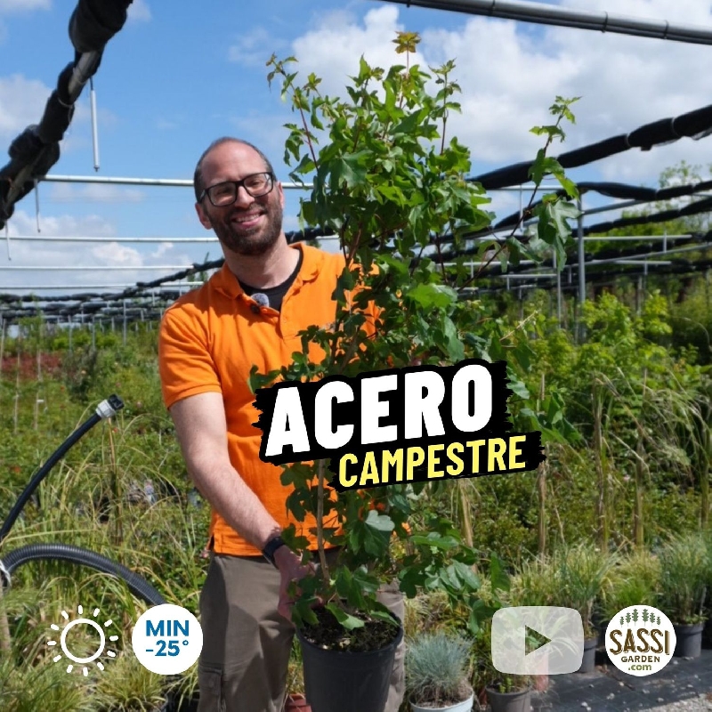 Acero campestre, Acer campestre - vaso 18, h 100 cm Acero campestre, Acer campestre - vaso 18, h 100 cm