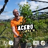 Acero campestre, Acer campestre - vaso 18, h 100 cm