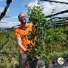 Acero campestre, Acer campestre - vaso 18, h 100 cm-1