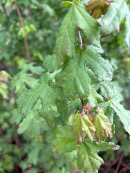 Acero campestre, Acer campestre - vaso 18, h 100 cm-2
