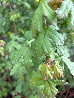 Acero campestre, Acer campestre - vaso 18, h 100 cm-2