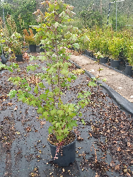 Acero campestre, Acer campestre - vaso 18, h 100 cm-3