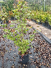 Acero campestre, Acer campestre - vaso 18, h 100 cm-3