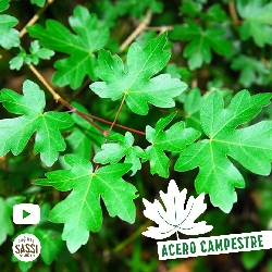 Acero campestre, Acer campestre - vaso 18, h 100 cm-4
