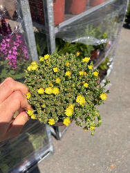 Delosperma cooperi,  Delmara Yellow vaso Ø14 cm
