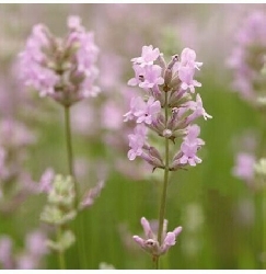 Lavanda rosa , Lavandula angustifolia ' Rosea ' - vaso Ø19 cm