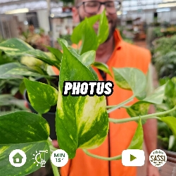 Epipremnum Pinnatum 'Aureum', Scindapsus Aureus, Potus, Potos, Pothos, Photus - vaso Ø10.5 cm