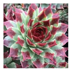 Sempervivum ' Mint Marvel ' - vaso Ø18 cm