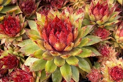 Sempervivum ' Pineapple Paradise ' - vaso Ø18 cm