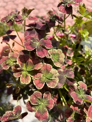 Trifolium repens 'Angel Clover Chocolate'  -  trifoglio ornamentale - vaso Ø18 cm