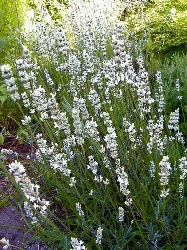 Lavanda Ibrida 'Edelweiss', Lavandula x intermedia 'Edelweiss' - Lavanda bianca - vaso Ø18 cm