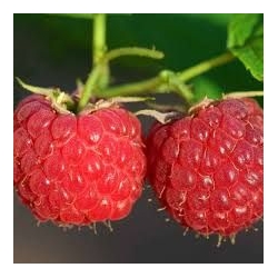 Lampone rifiorente ‘ Sansone ’ -  Rubus idaeus ‘ Sansone ’- vaso 12x12 cm