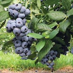 Mirtillo Americano Gigante, Vaccinium corymbosum ' Draper ' - vaso Ø15 cm