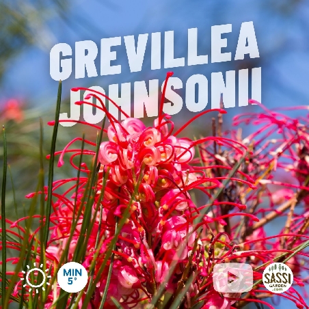 Grevillea johnsonii - vaso Ø40 cm