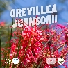 Grevillea johnsonii - vaso Ø40 cm