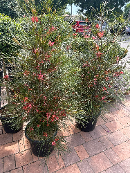 Grevillea johnsonii - vaso Ø40 cm-0