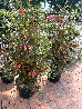 Grevillea johnsonii - vaso Ø40 cm-0