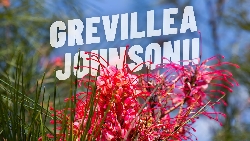 Grevillea johnsonii - vaso Ø40 cm-1