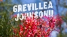 Grevillea johnsonii - vaso Ø40 cm-1