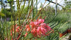 Grevillea johnsonii - vaso Ø40 cm-2