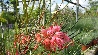 Grevillea johnsonii - vaso Ø40 cm-2