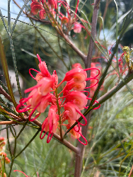 Grevillea johnsonii - vaso Ø40 cm-3