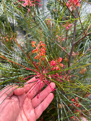 Grevillea johnsonii - vaso Ø40 cm-5