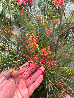 Grevillea johnsonii - vaso Ø40 cm-5