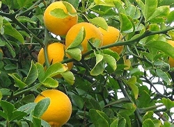 Poncirus Trifoliata, Arancio trifogliato - vaso Ø13 cm