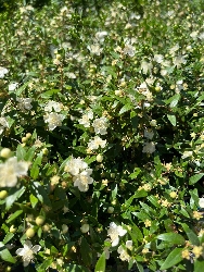 Mirto Nano, Myrtus communis Microphylla - vaso Ø14 cm