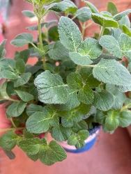 Erba Pepe a foglia grande - Nepeta x faassenii 'Peperina' - vaso Ø14 cm