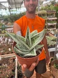Gasteraloe Green Ice - vaso Ø14 cm