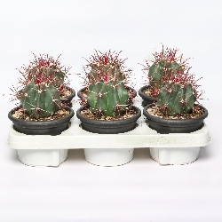 Ferocactus Coloratus - vaso Ø13 cm