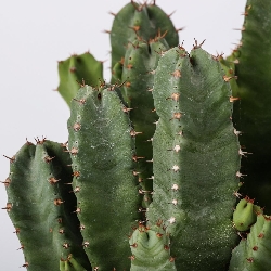 Euphorbia resinifera - Euforbia resinosa - vaso 13