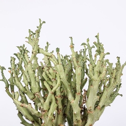 Euphorbia hamata - vaso 17