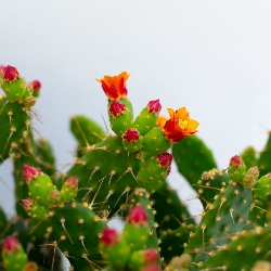 Opuntia Quitensis - vaso Ø10.5  cm
